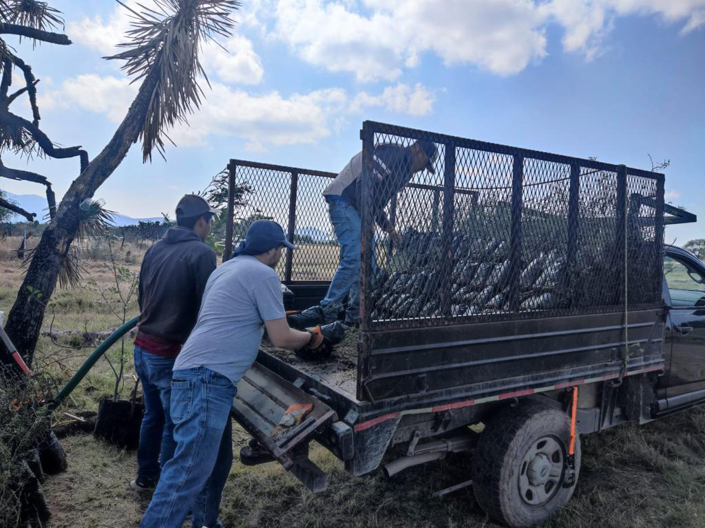 PRAMSEI - Proyectos: Programas de reforestación y reubicación