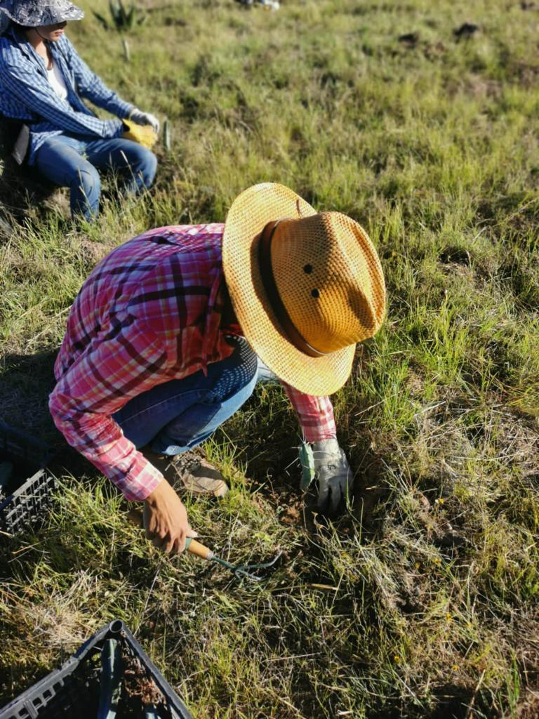 PRAMSEI - Proyectos: Programas de reforestación y reubicación