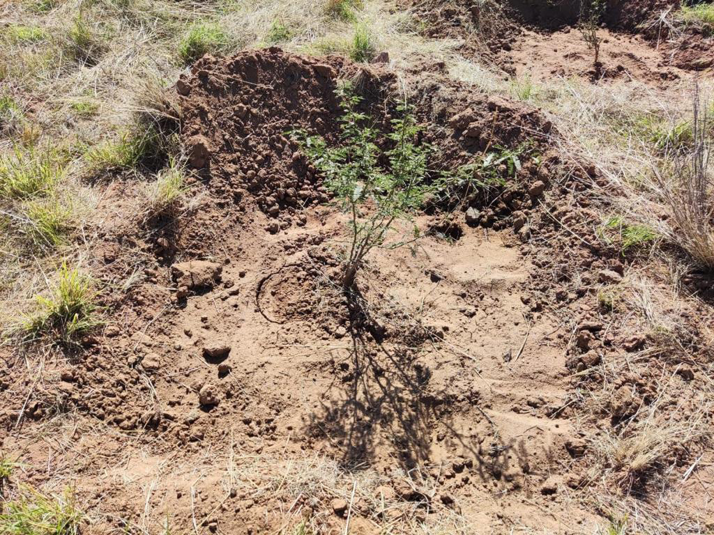 PRAMSEI - Proyectos: Programas de reforestación y reubicación