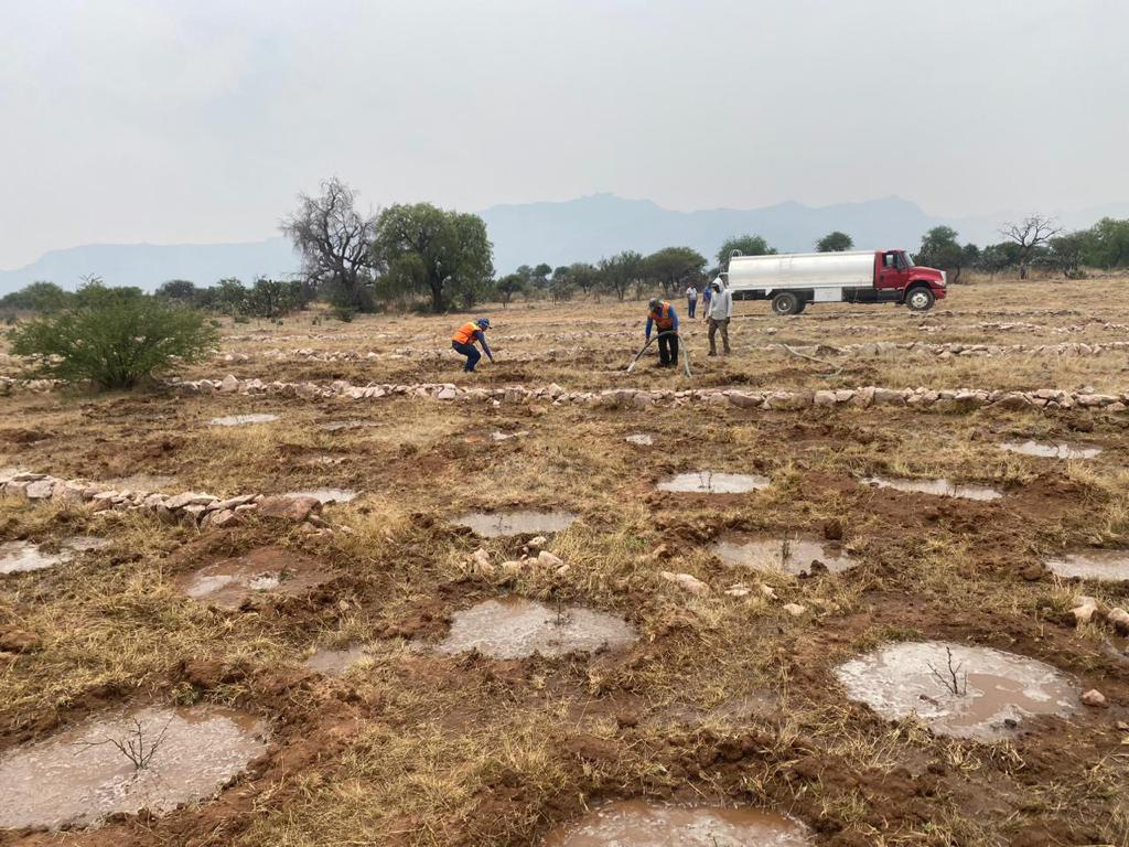 PRAMSEI - Proyectos: Programas de reforestación y reubicación