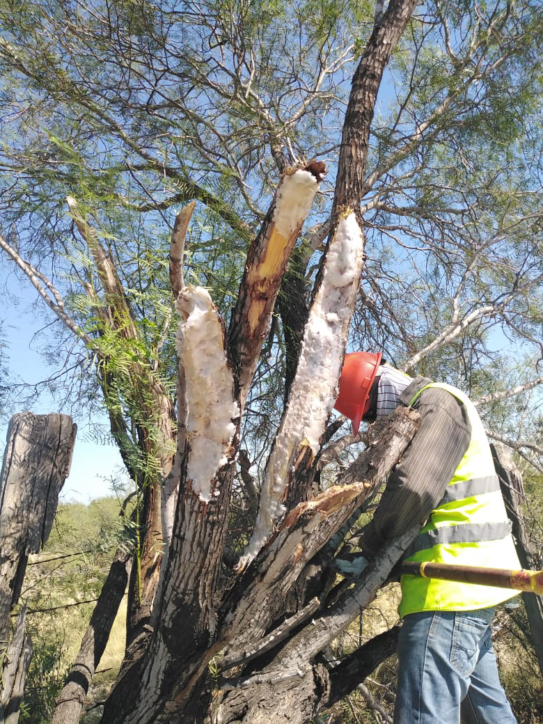PRAMSEI - Proyectos: Programas de reforestación y reubicación