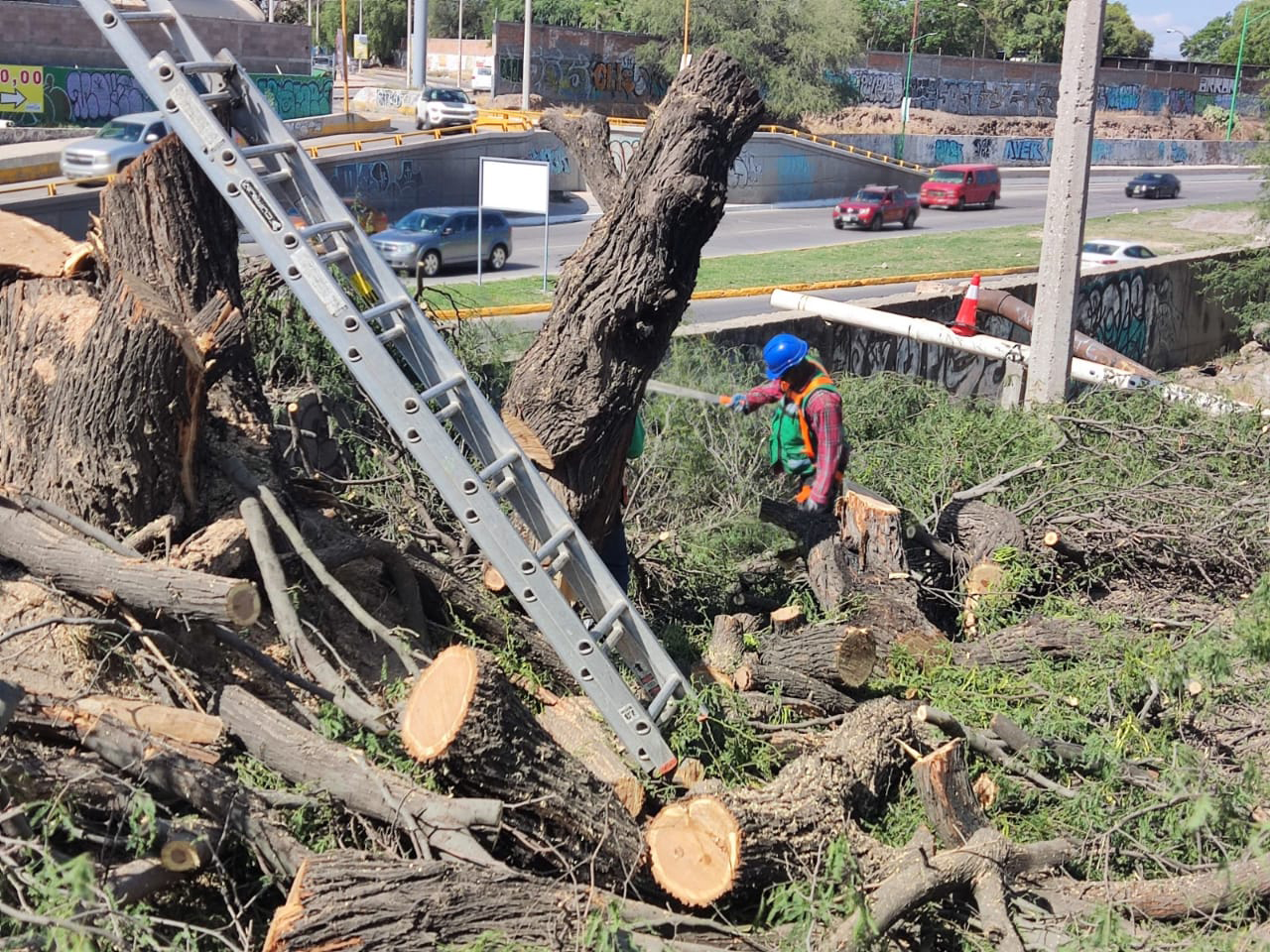PRAMSEI - Proyectos: Programas de reforestación y reubicación