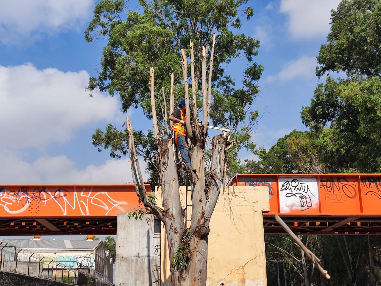 PRAMSEI - Proyectos: Programas de reforestación y reubicación